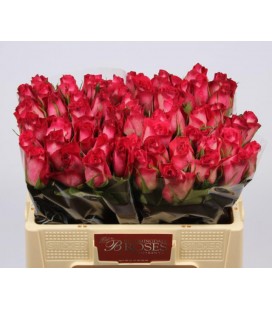 Rose Nicolletta 50 cm