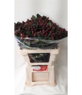 Hypericum Coco Montana 55 cm