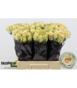 Rose Sahara 50 cm