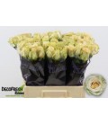 Rose Sahara 50 cm