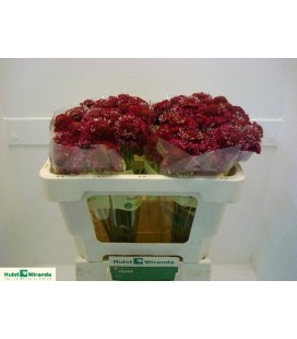 Scabieuse Raspbe scoop 65 cm