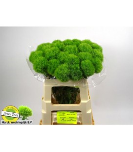 Dianthus Barb green trick 55 cm