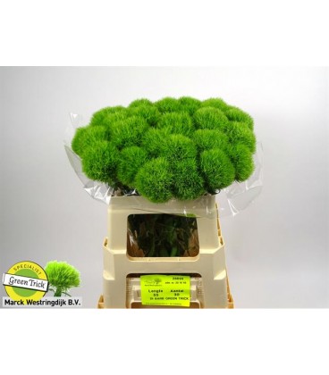 Dianthus Barb green trick 50 cm