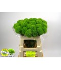 Dianthus Barb green trick 55 cm