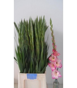 Glaieul Priscilla 115 cm