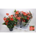 Anthurium orange pot de 17 