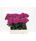 Dahlia Ball Purple Fox 45 cm