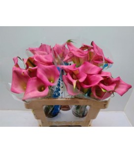 Calla Hollywood 55 cm