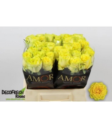 Rose Sunchaser 40 cm