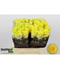 Rose Sunchaser 40 cm