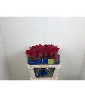 Rose Freedom 60 cm x25