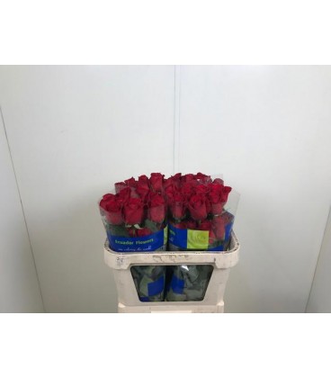 Rose Freedom 65 cm