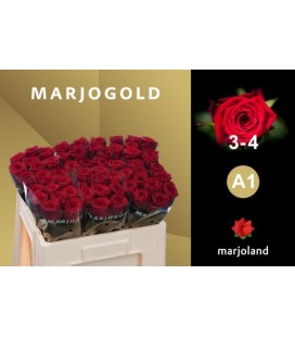 Rose Red Naomi 50 cm 