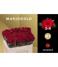 Rose Red Naomi 50 cm 