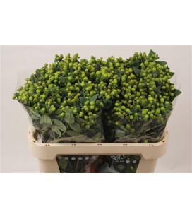 Hypericum Mag Green Power 70 cm