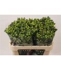 Hypericum Mag Green Power 80 cm