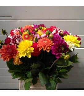 Dahlia mix dans la botte 45 cm