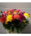 Dahlia mix dans la botte