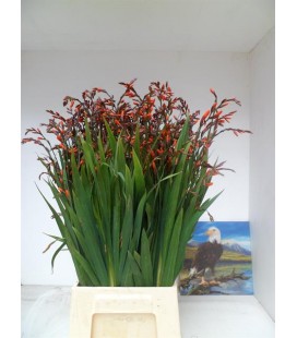 Crocosmia Emily mckensi 65 cm