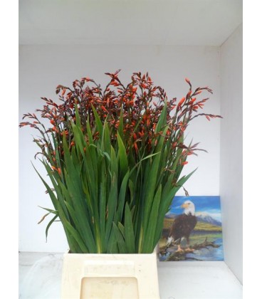 Crocosmia Emily mckensi