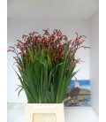 Crocosmia Emily mckensi