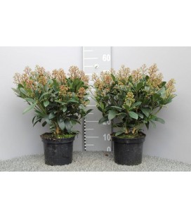 Skimmia pot de 19 h 50 +/- 20 fl