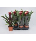 Guzmania Francesca pot de 13