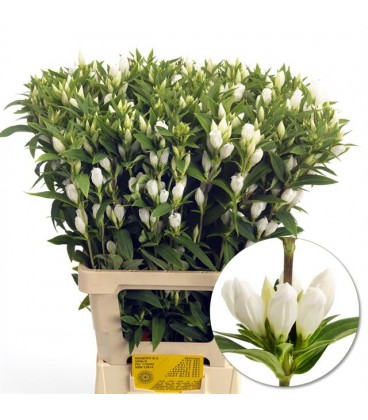Gentiane White Sky 80 cm