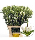 Gentiane White Sky 80 cm