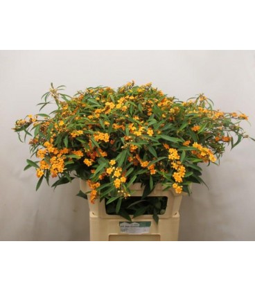 Euphorbe Sunstream 80 cm