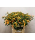 Euphorbe Sunstream 80 cm