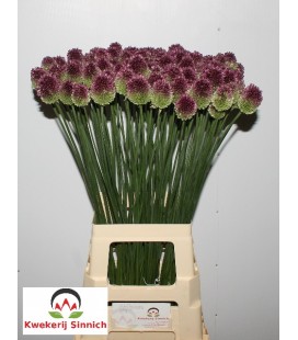 Allium Sphaerocephal 80 cm