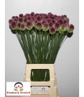 Allium Sphaerocephal 75 cm