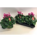 Cyclamen pot de 15 bicolor rouge