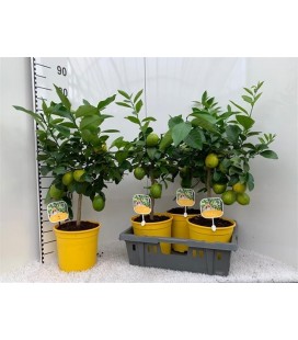 Citrus Meyeri Pot de 19 h 65