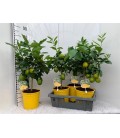 Citrus Meyeri Pot de 19 h 65